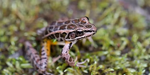 Vernal Pools: Life in a Temporary World