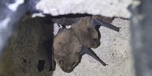 Highgate Wood Bat Watch Walk