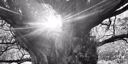 Sound Interwoven - Yew