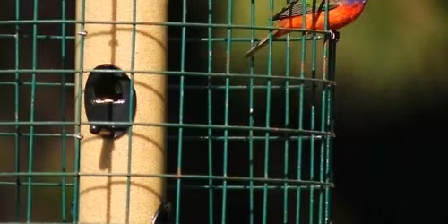 Bird Talk: Painted Buntings and Backyard Birding!