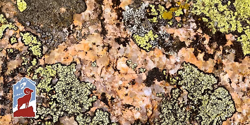 Lichens of Rocky Mountain National Park