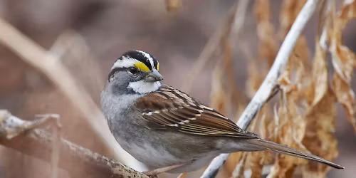 Field Trip: Forest Hill Cemetery