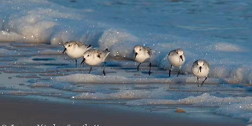 Assateague Nature Photography Spring Workshop