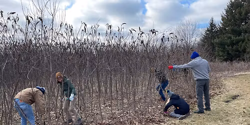 Invasive Plant Warrior - Smith's Crossing Park Invasive Removal