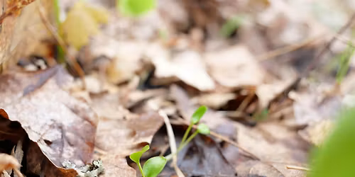 Forest Farming: Ecological and Legal Considerations for Connecticut