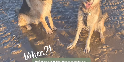 K9klub Adventure Beach Walk\u26f1\ufe0f\ud83c\udfdd\ufe0f\ud83d\udc36\ud83d\udc3e