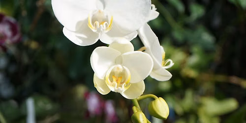 Orchids Under the Full Moon