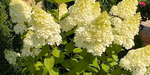 Aedhortensia l\u00f5ikamise t\u00f6\u00f6tuba+pistikute tegemine