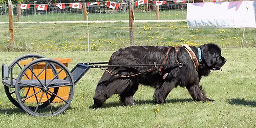 All breed CKC Draft Test