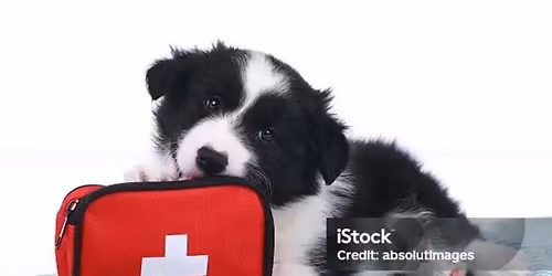 Pet First Aid & Disaster Preparedness Class