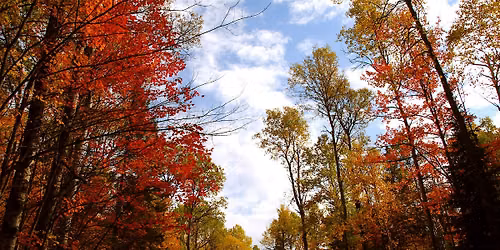 Fall Tree ID