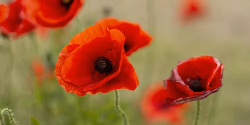 Remember Them Race - Handicap - 29km