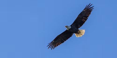 Meadows and Eagles