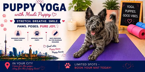 Mudi Puppy Yoga in Toronto