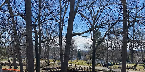 Planting and restoration at the Daffodil Project