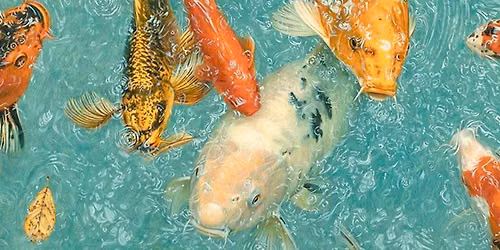 International Nature Photography Competition Exhibition