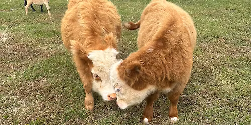 Pictures with Santa at Waterline Brewing