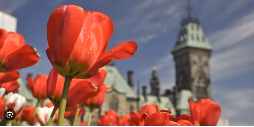 Visite des tulipes - Ottawa - 500km
