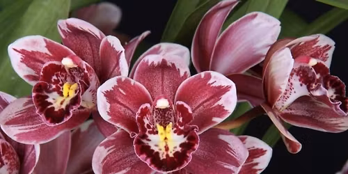 Santy Orchids December 13th Cymbidium Sale
