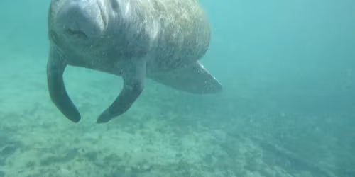 Kayaking with Manatees