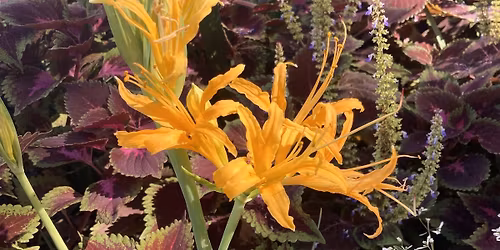 Landscapes that Save the World: The Importance of Biodiversity in the Garden - Garden Lecture Series