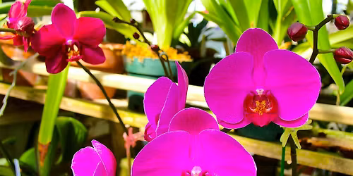 The Basics of Orchid Care & Maintenance in  Asheville