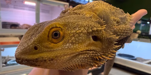 Lizard Fest