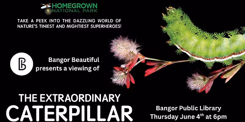 The Extraordinary Caterpillar