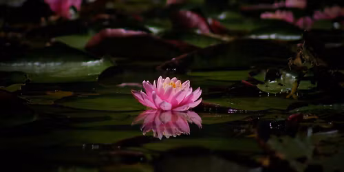 Night Walk at the Garden