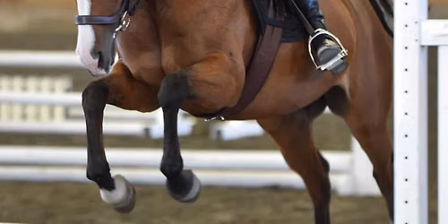 Sport Horse Stars Camp + Show!