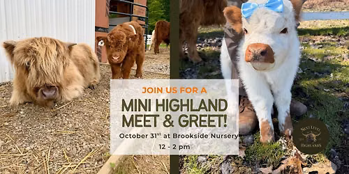Meet The Mini Highlands at Brookside Nursery