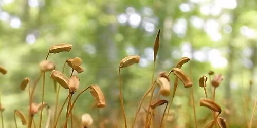 Discover the Lilliput Forest - VOSH Event