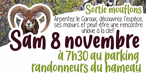 Sortie mouflons : Museau, cornes et sabots
