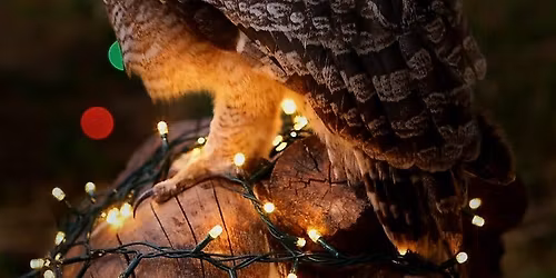 Owl Sky Lounge - Festive Season Edition