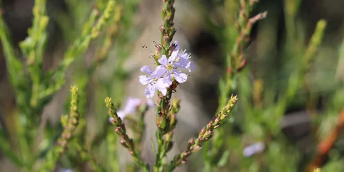 Guided Walk: CREW Flint Pen Strand Trails (White Trail)