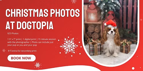 Christmas Photos at Dogtopia