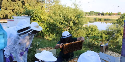 Registration required: Beekeeping Workshop in Novi, MI