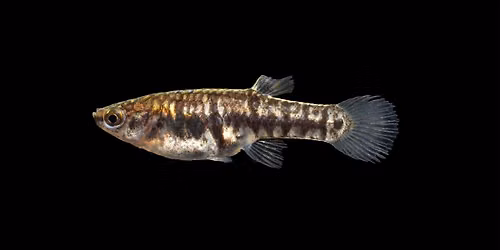 Science Caf\u00e9: Pollution and NC's Tiniest Fish