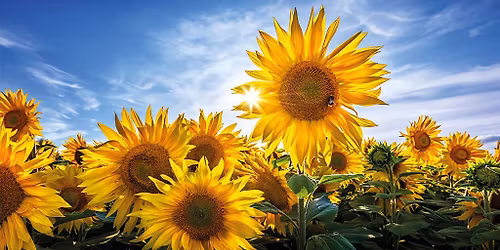 KALBAR SUNFLOWER FESTIVAL - DAY TRIP