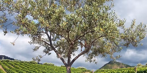 Discover Southern Italy!