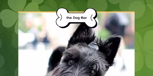 Scottie & Schnauzer Meet Up at Dog Bar Sarasota