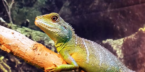Live Reptile Display at Log Cabin in Legacy Park