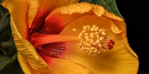 Important Techniques and Equipment in Macro Photography | Sponsored by Bolt