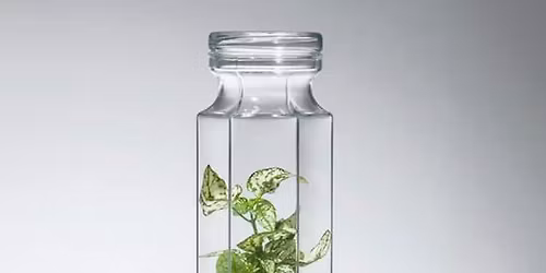 PLANTHARIUMS: Jardines en Miniatura