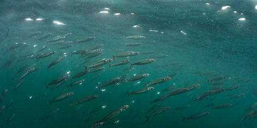 Ocean arts & advocacy workshop: Argyll's waters