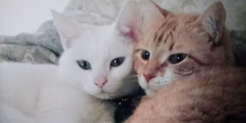 "Christmas at the Catnip Cafe" movie