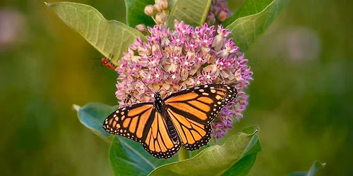 Bombs Away for Butterflies