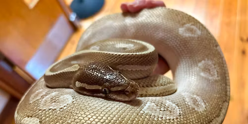Daggerwing Visits The Library: Snakes 