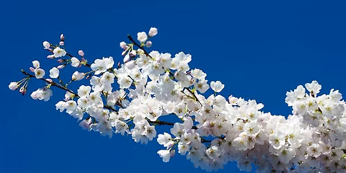 To Absent Friends: poetry for loss and remembrance - with Kathrine Sowerby