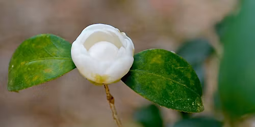 Celebrating Camellias in Bloom - Advanced Camellia Powerpoint Presentation